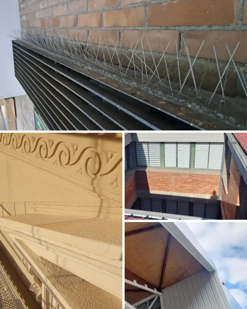 Daños estructurales por palomas en edificios