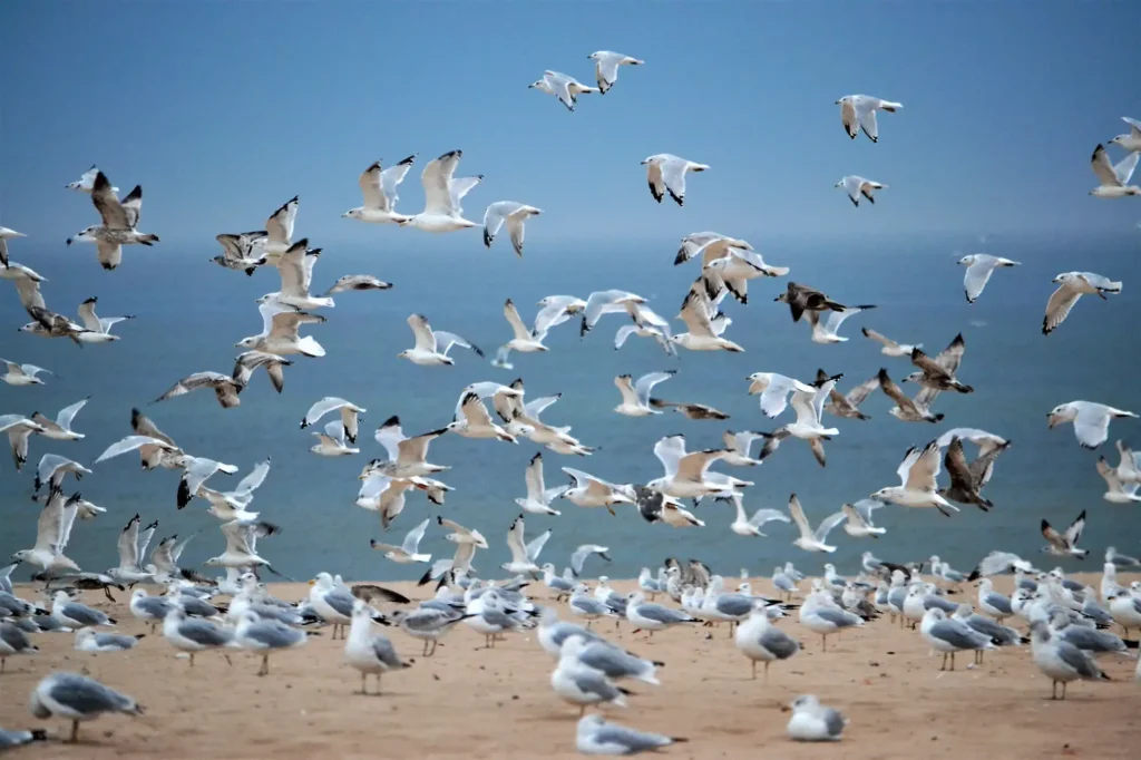 Problemas gaviotas zonas costeras Cataluña