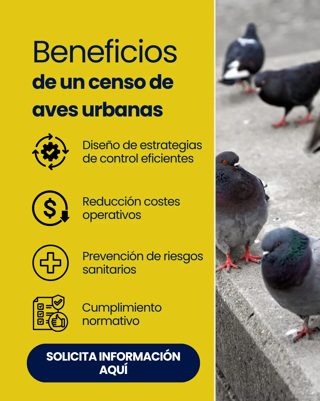 Censo aves urbanas importancia en ciudades