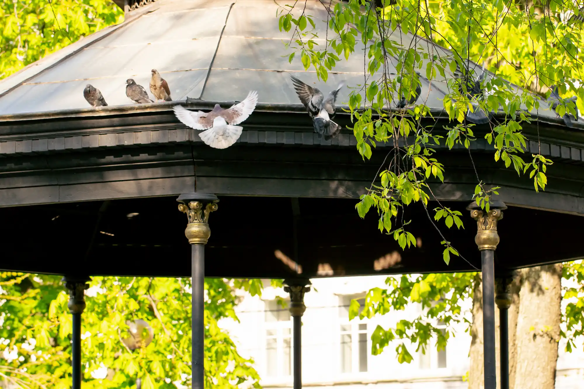 Censo aves urbanas importancia ciudades