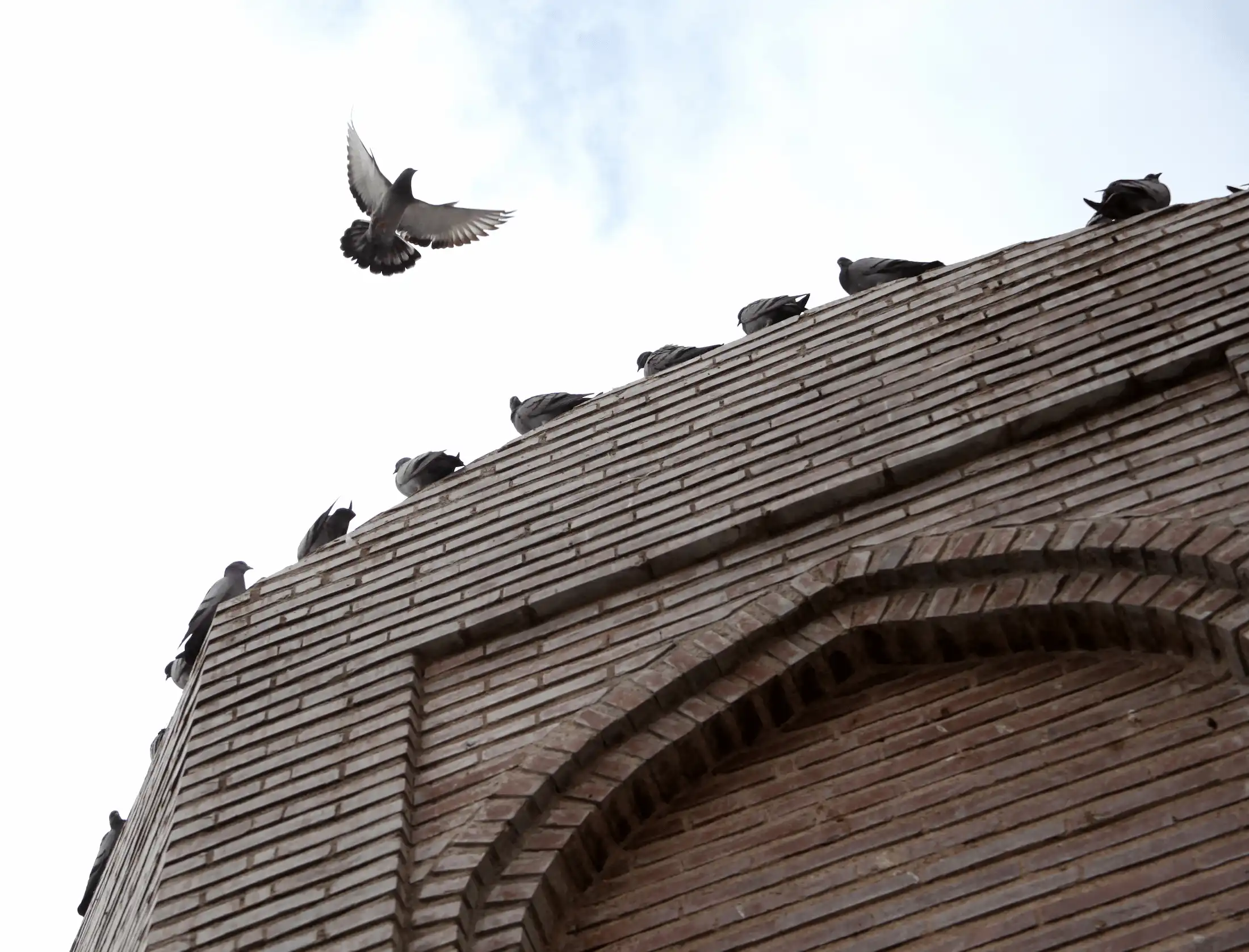 Daños estructurales por palomas en edificios