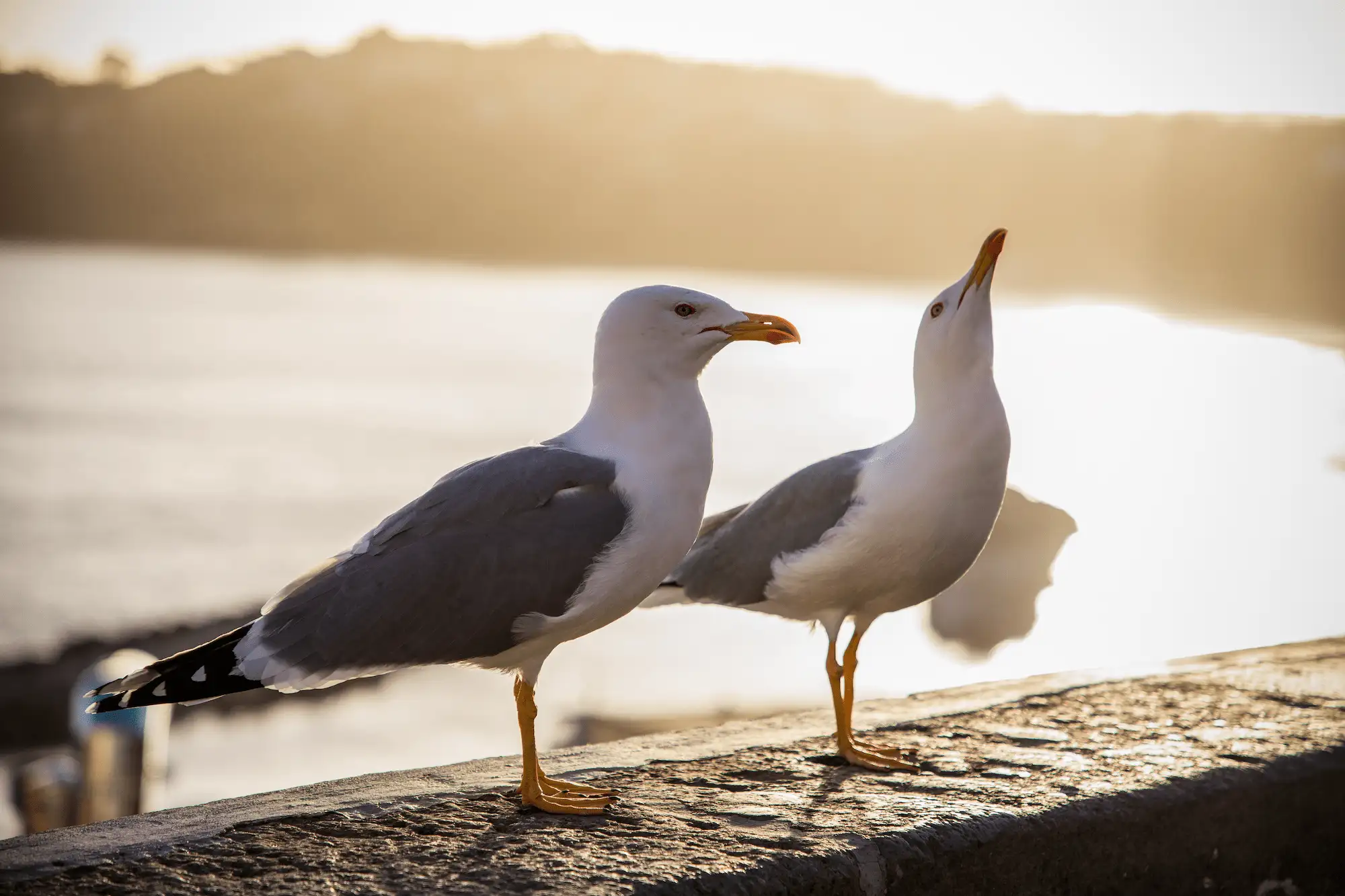 Problemas gaviotas zonas costeras Cataluña