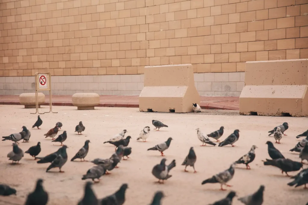 nidos de aves en edificios históricos