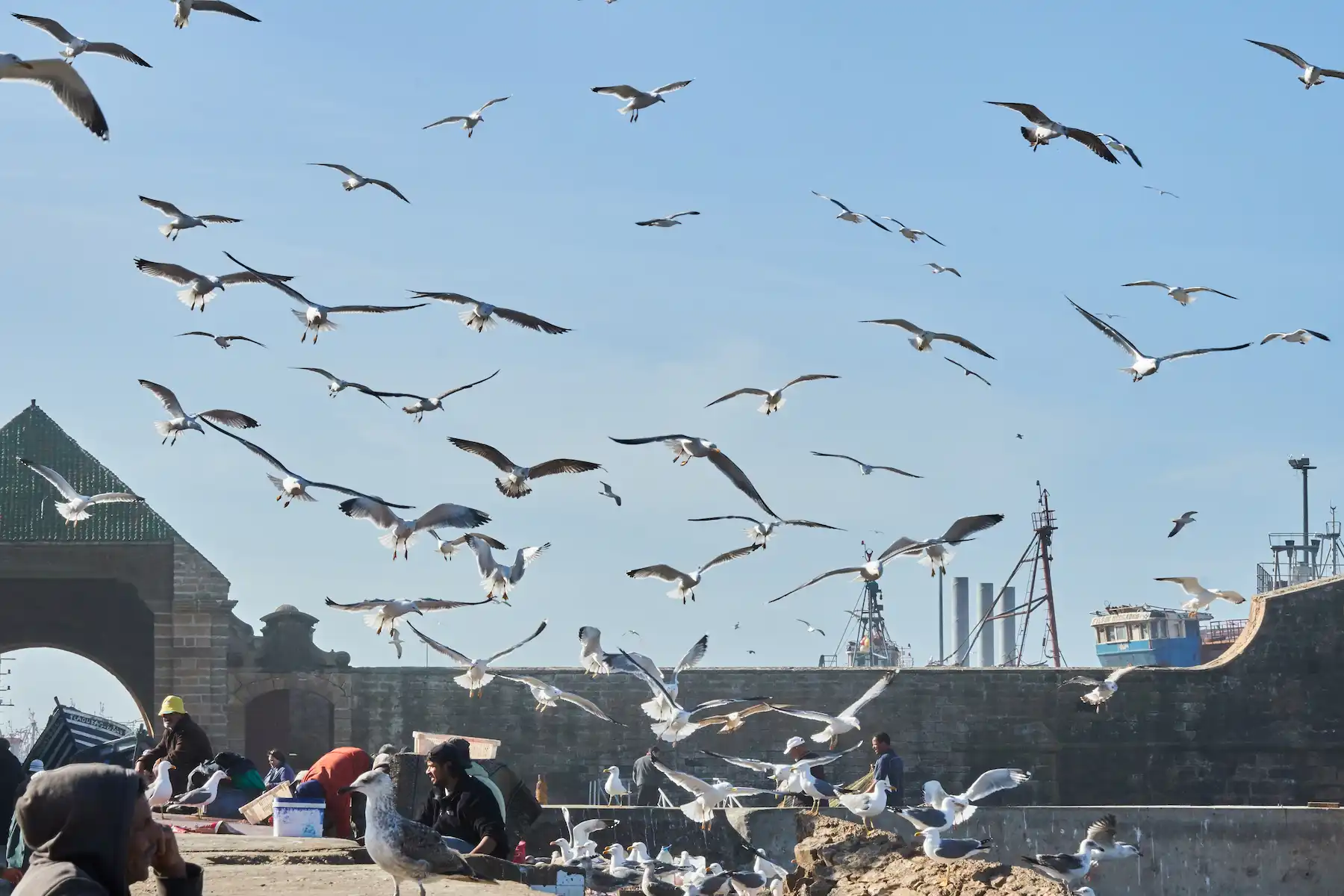 cómo actuar ante una plaga de gaviotas