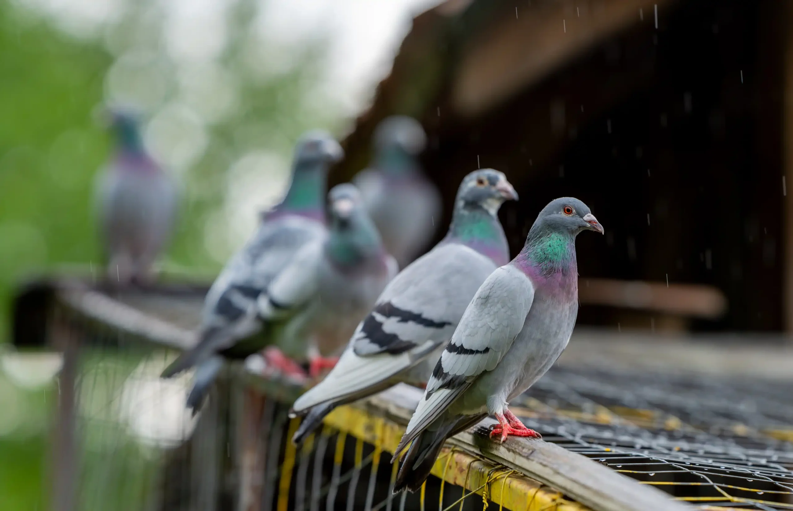 Riesgos sanitarios de los excrementos de aves