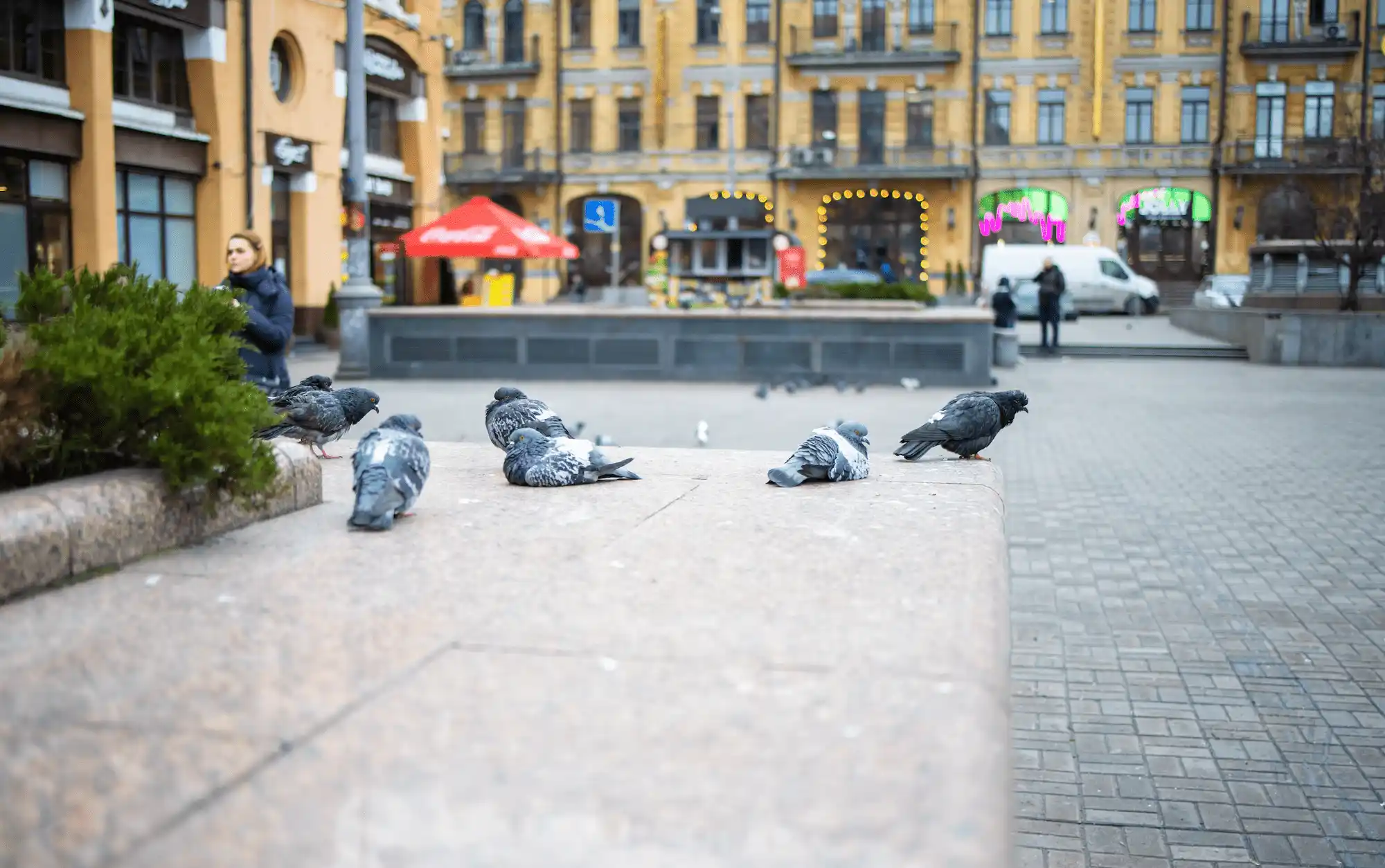 censo de aves urbanas