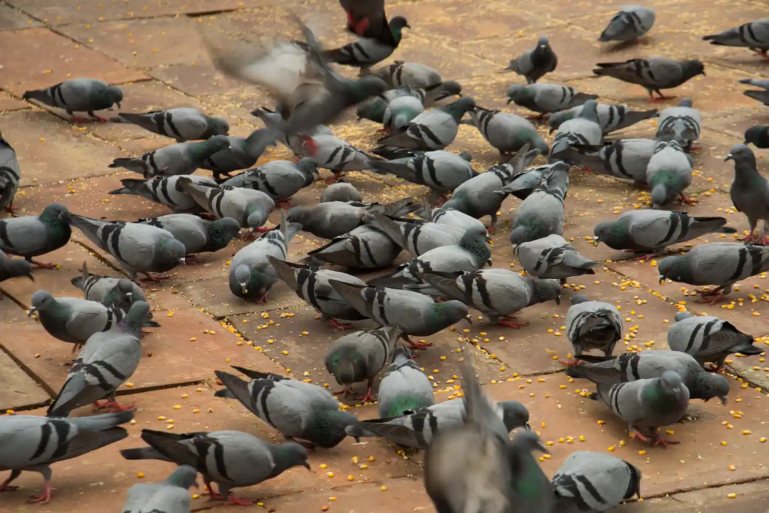 Métodos éticos para controlar aves urbanas