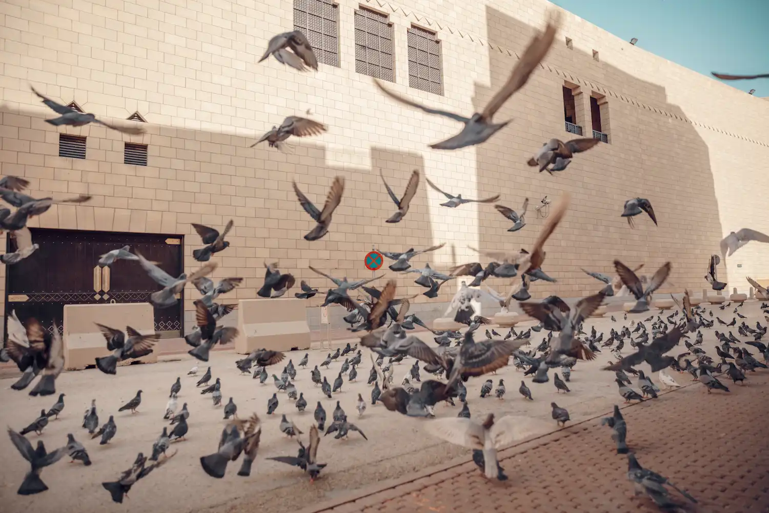 Diferencias entre avicultura y control de aves