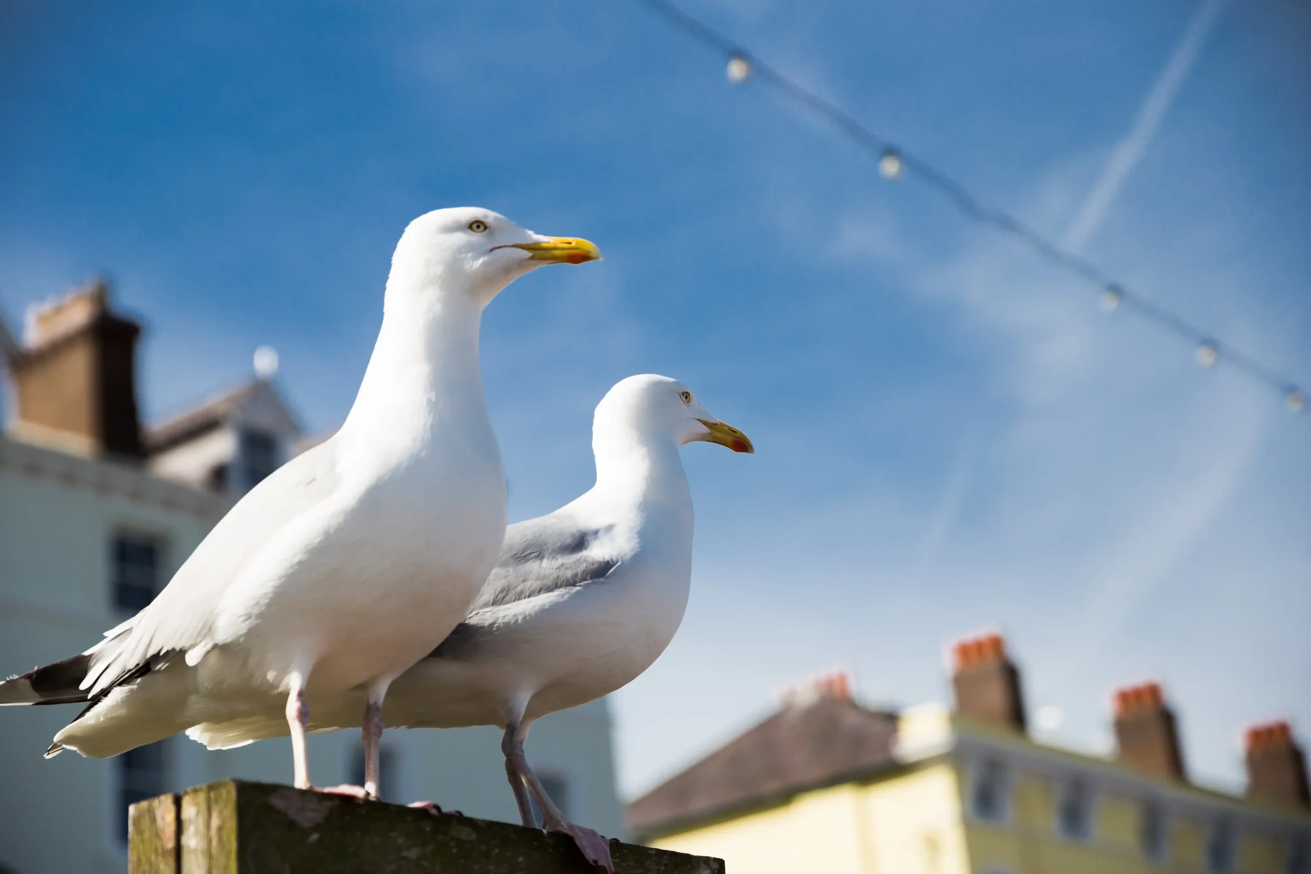 sistema anti-gaviotas para tu negocio
