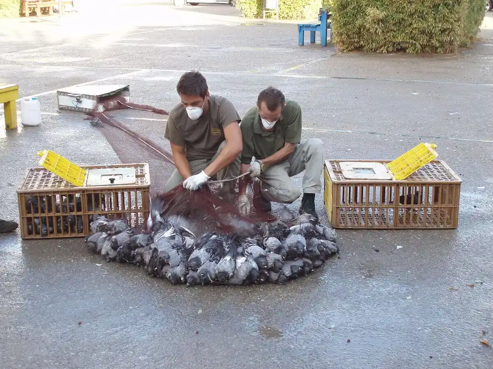capturar palomas en Cataluña