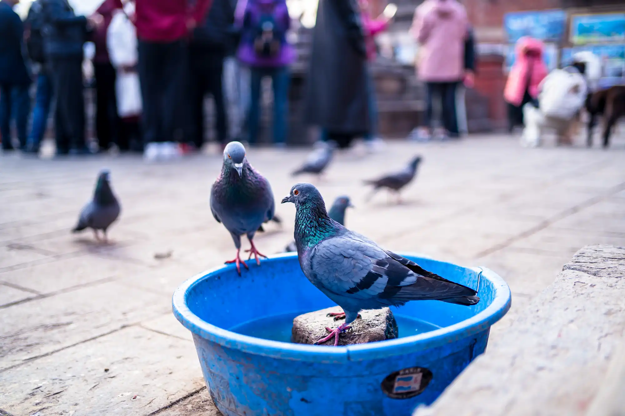 Soluciones para espantar palomas