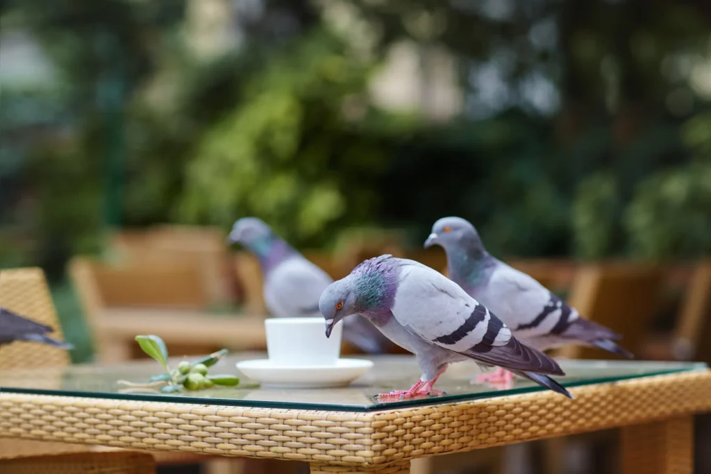Coste económico excrementos aves Cataluña