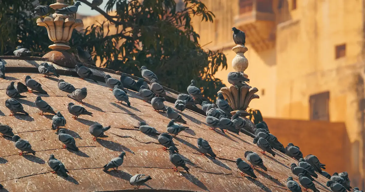 Coste económico excrementos aves Cataluña