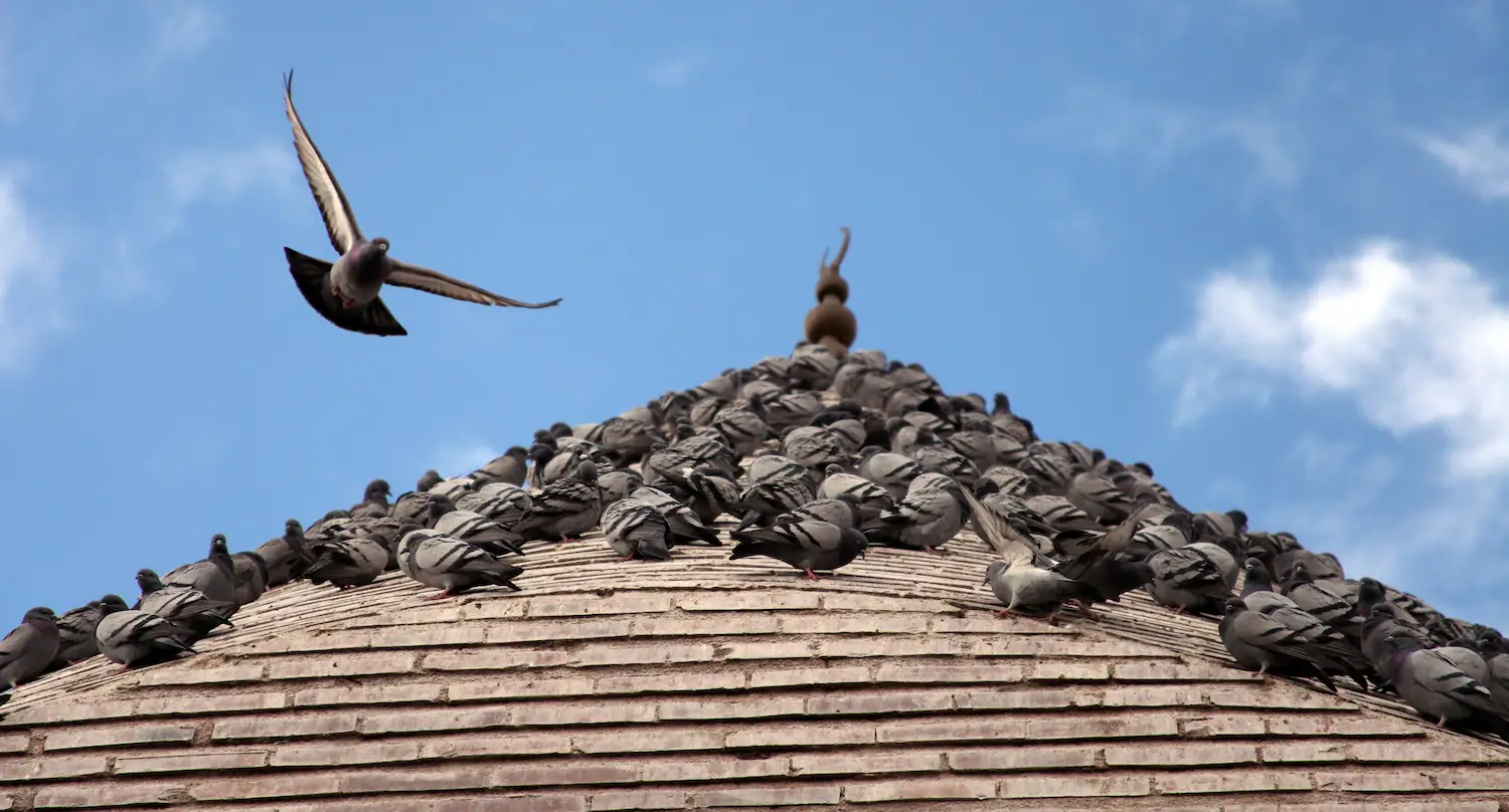 nidos de palomas en tu edificio