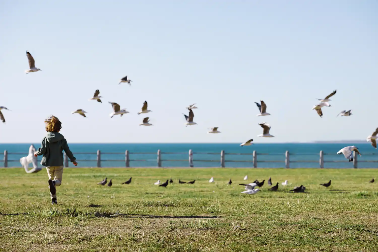 control de aves en parques y espacios públicos