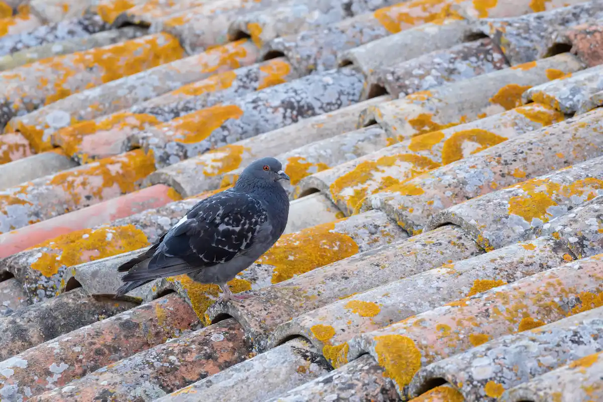 desinfectantes para heces de aves