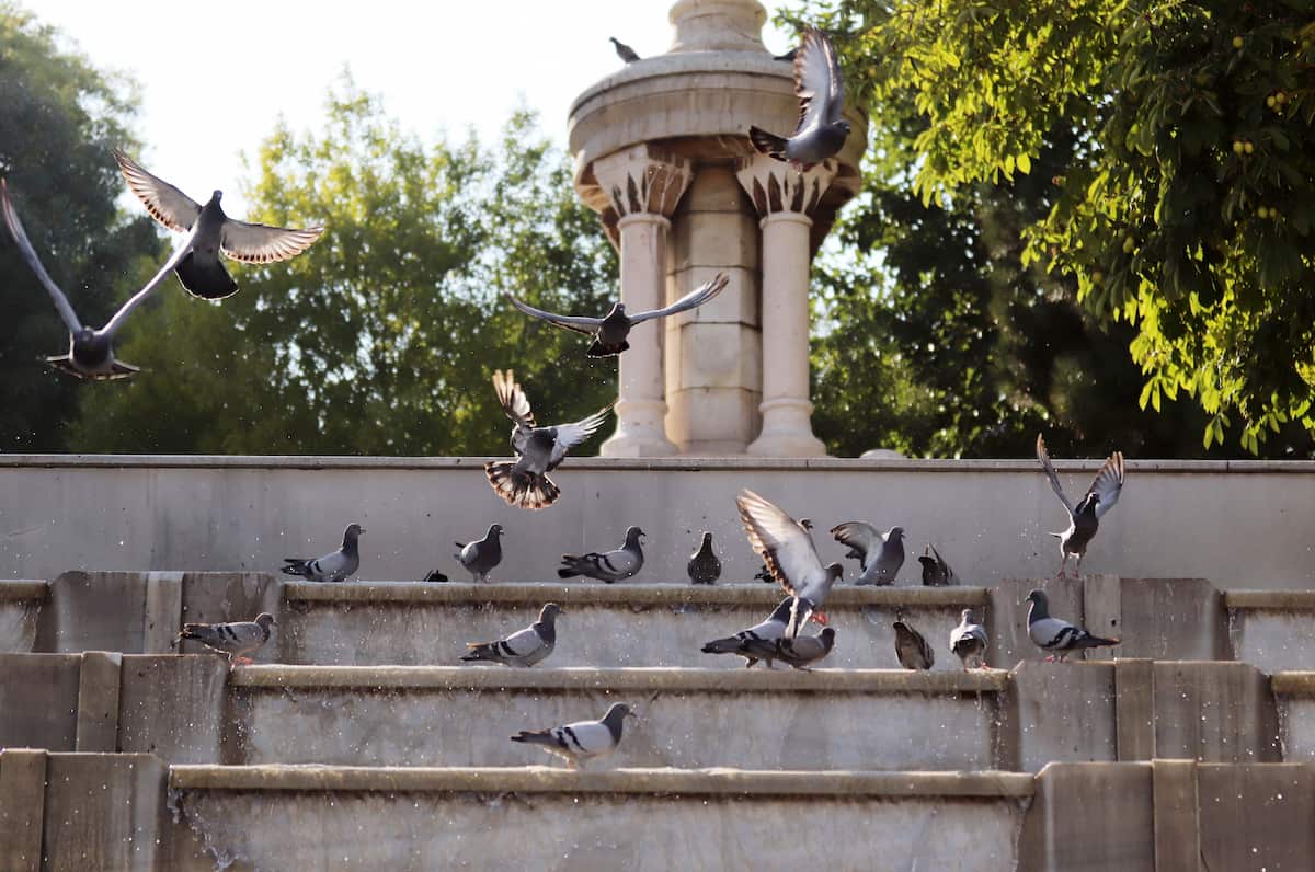 limpiar excrementos de aves