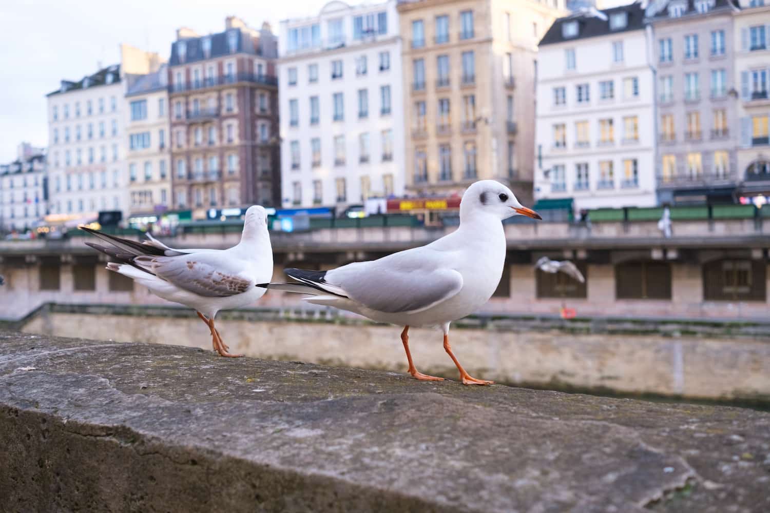 presencia de gaviotas en zonas urbanas