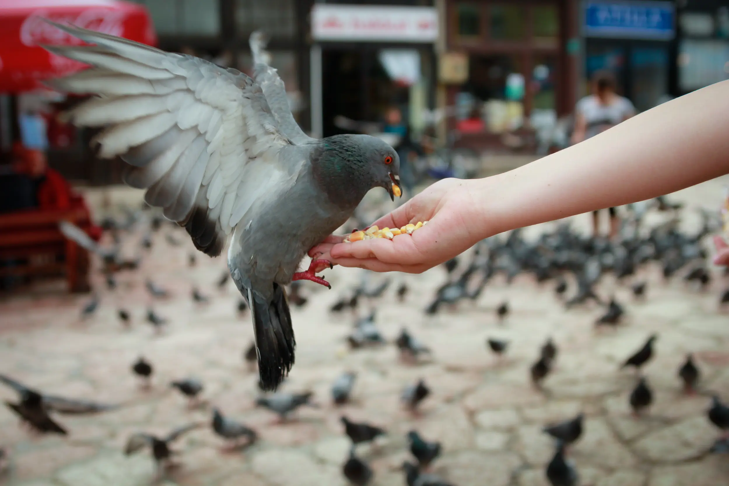 dar de comer a las palomas